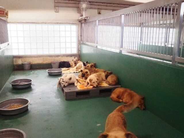 浦和キャッツ 茨城県動物指導センターで犬パルボ発生 犬パルボ2b型は猫にも感染することがある