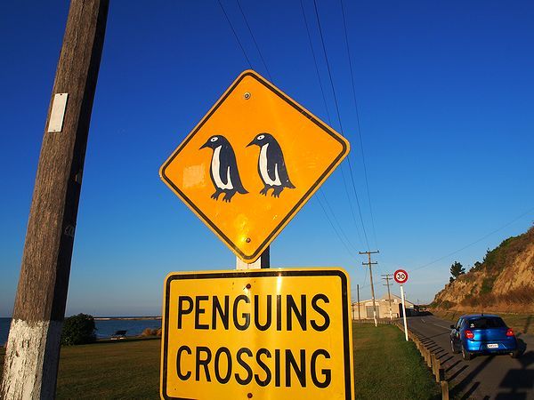 ペンギン飛び出し注意