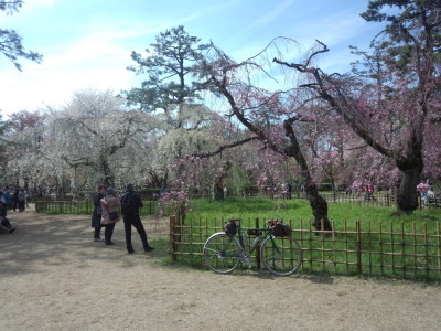 京都と桜