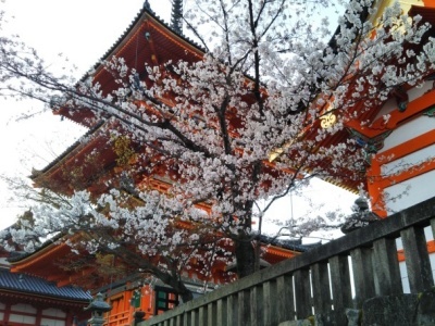 京都と桜