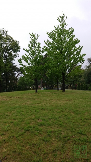 樹木墓地のシンボルツリー