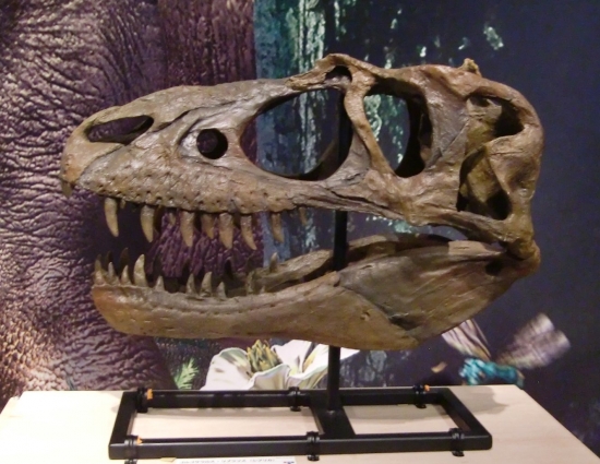 Gorgosaurus 8