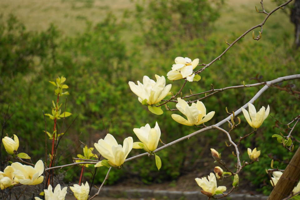 マグノリアの花 キバナモクレン アラコキからの旅日記