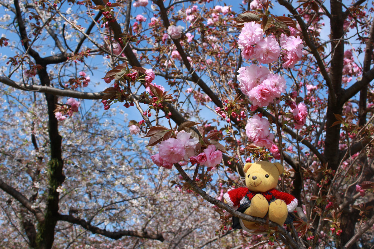 八重桜の上で 駿府城公園 190416