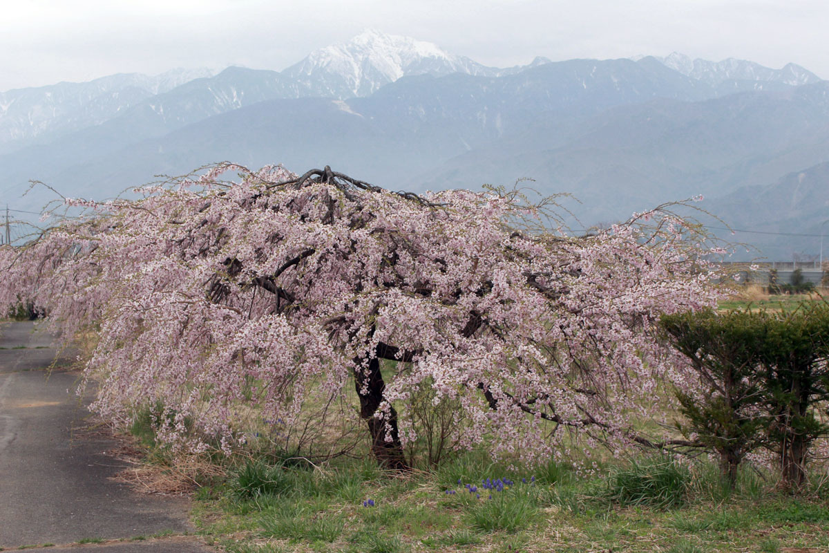 枝垂桜と甲斐駒ヶ岳 フィオーレ小淵沢 190421