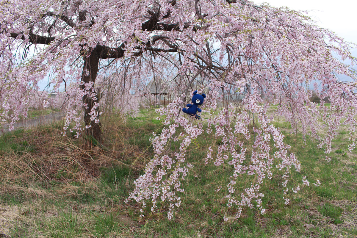 枝垂桜と編みぐるみくま 190421