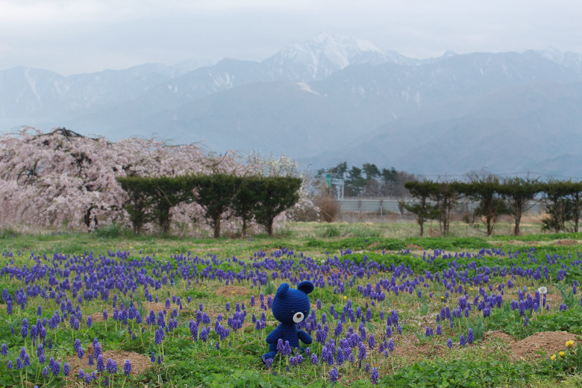 ムスカリ、桜と編みぐるみくま、甲斐駒ヶ岳 190421