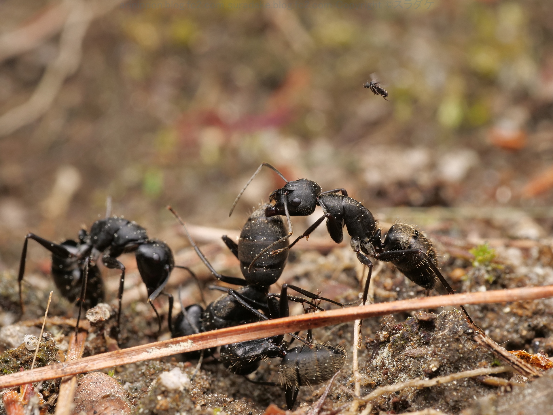 アリクイノミバエの産卵 Dohrniphora Sp クロオオアリ Camponotus Japonicus