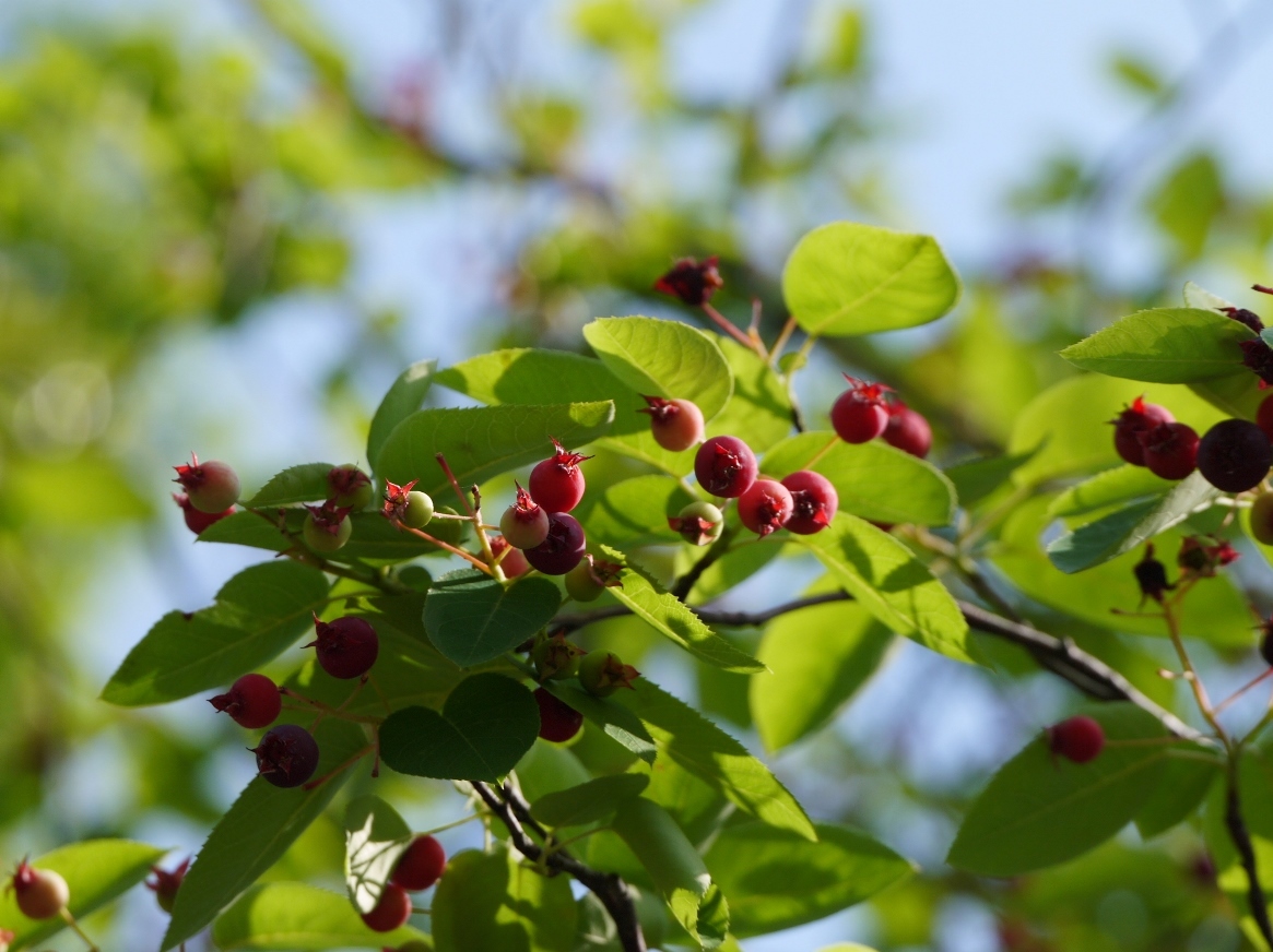 セイヨウザイフリボクの赤い実 樹木の実