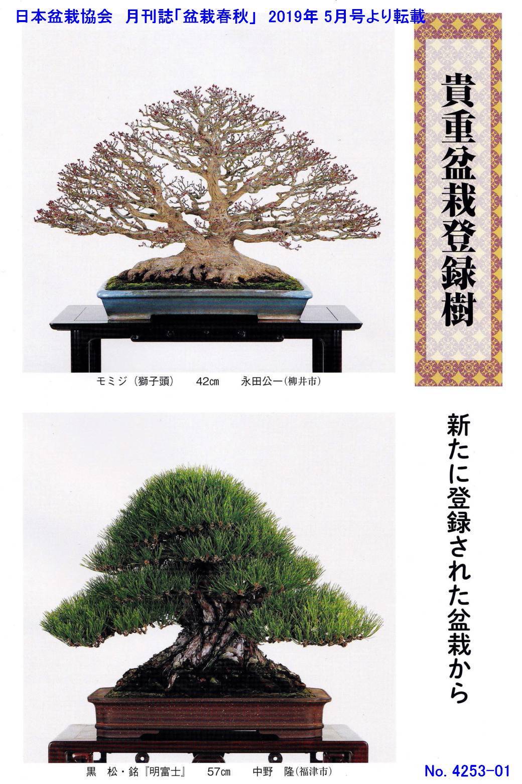 新たな「貴重盆栽登録樹」-1 - 「鶴見陶苑」の盆栽日記
