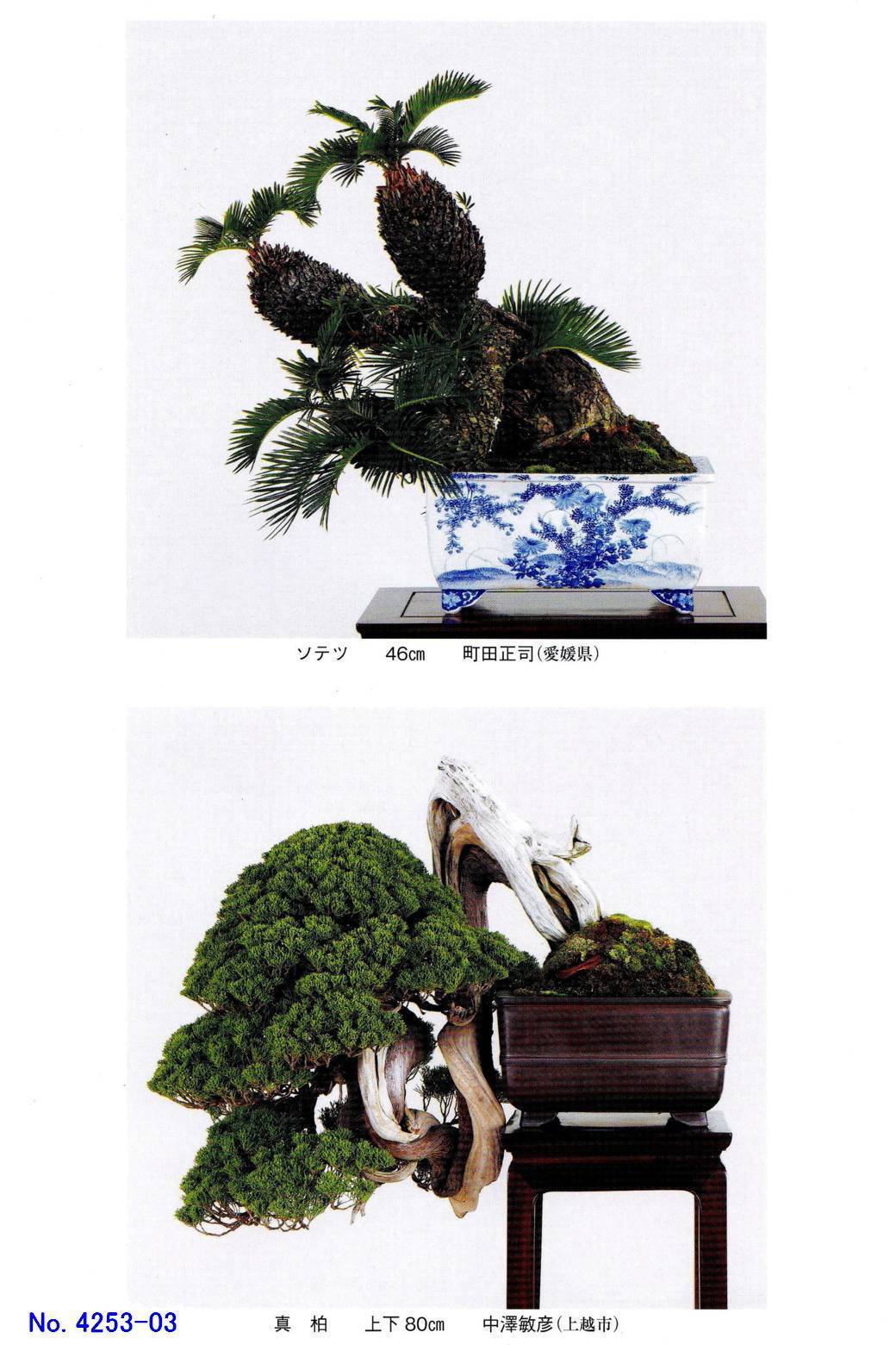 新たな「貴重盆栽登録樹」-1 - 「鶴見陶苑」の盆栽日記