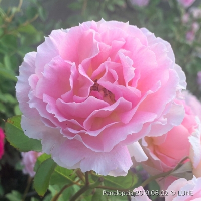 香りのバラの栽培レビュー ペネロペイア シェエラザード 世の装い