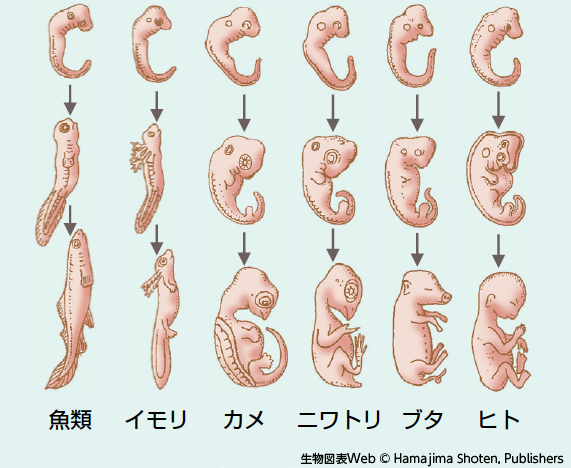 胚発生における極性
