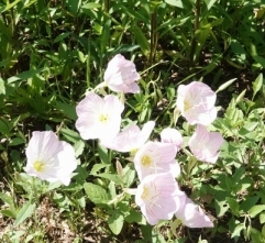 190522018 ヒルザキツキミソウの花