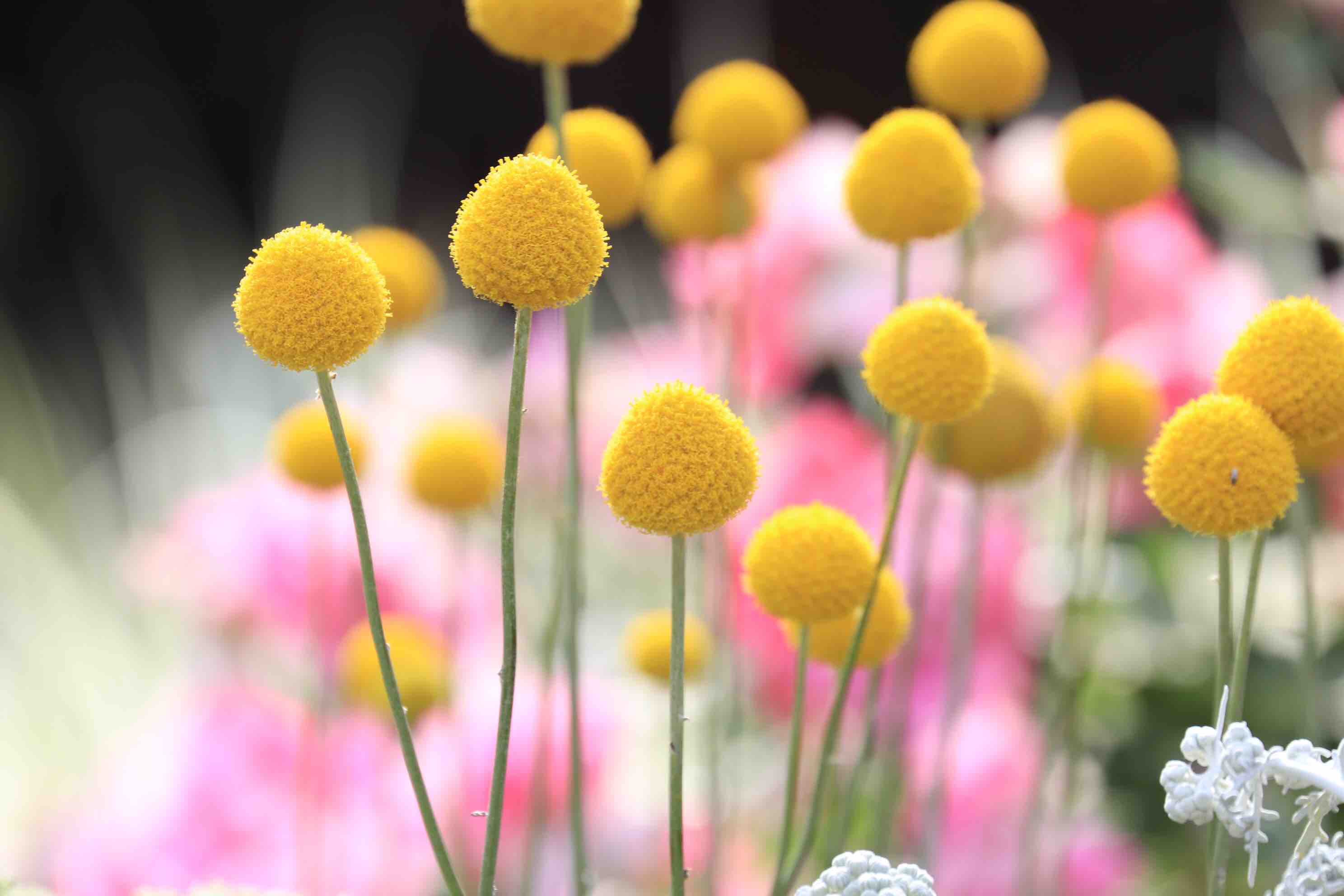 Fc2 ハピネスの写真ブログ 真ん丸な可愛い花