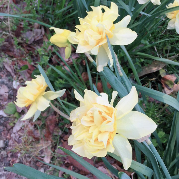 八重の黄色花