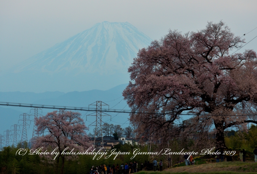 鉄塔と電線と桜と富士山SN