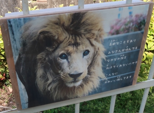 のんほいパーク　ライオン