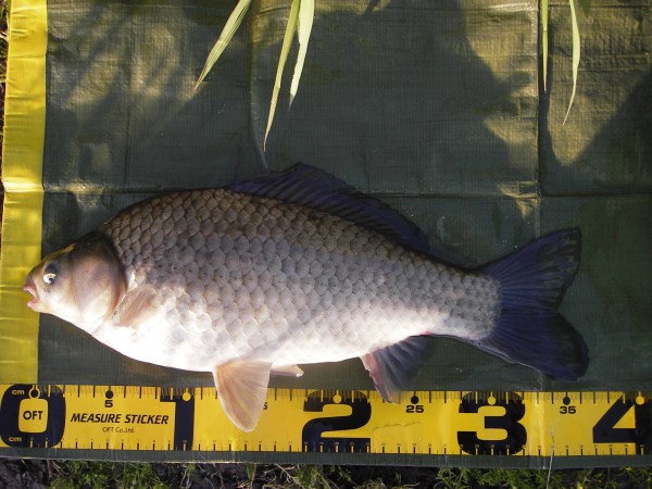 中川　鯉ベラ　36cmダンゴ