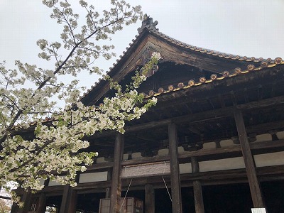 大講堂と桜（H31,4,10)