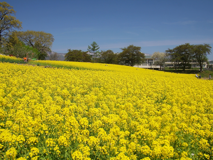 信州飯山の菜の花公園 19 北信の山並み 千曲川 そして一面黄色の菜の花絶景 花の名所