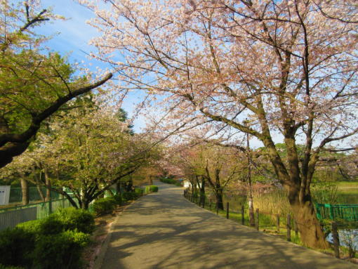 202　　桜のトンネル(1)
