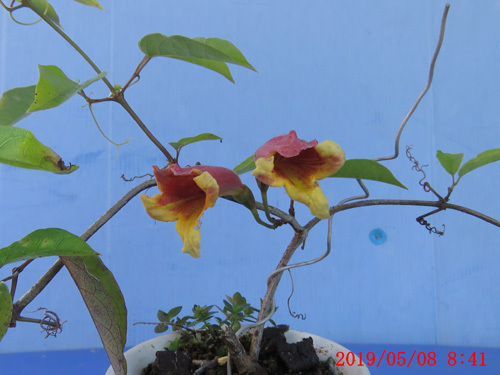 台湾ジャコウ木 ツリガネカズラ の花 身近な植物