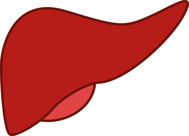 liver-148108_640.png
