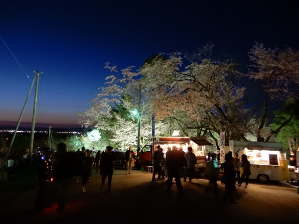 旭山公園夜桜祭り