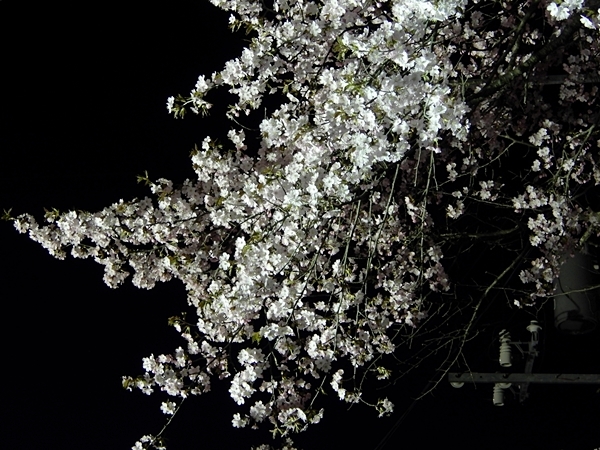 旭山公園夜桜祭り