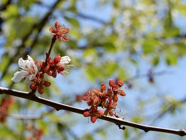 神楽岡公園桜散る