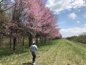 妻と走る桜満喫ジョグ。