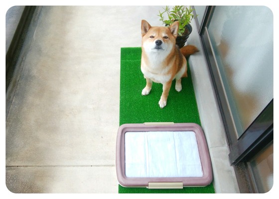 仮設トイレを設置 柴犬soyさん 茶トラ猫の足跡