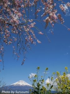 サクラと富士　2019　興徳寺