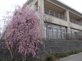 学びの館桜