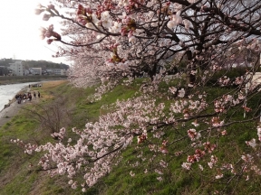 集いの桜
