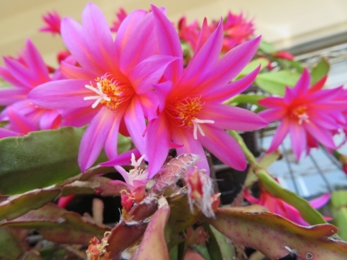 イースターカクタス・2色咲珍しい花色（中黄色、外ピンク）しだれ満開花♪2019.05.27