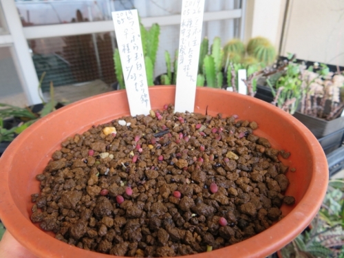アストロフィツム・ランポウ玉、5月にも開花後採取した種子を収穫して蒔きました。すぐに発芽しています。2019.06.06