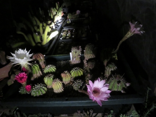 エキノプシス交配種、右端：世界の図、夜咲ピンク花2019.06.08 20:41