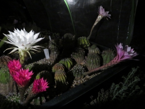 エキノプシス交配種（赤花、白花、淡ピンク花）、右端：世界の図、夜咲ピンク花～2019.06.08 22:14