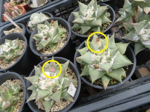 アリオカルプス・三角牡丹×岩牡丹（Ariocarpus retusus)交雑種？キリン団扇接ぎ下し苗、種子ができています♪2019.06.11