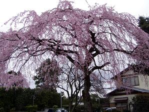 裏道の桜
