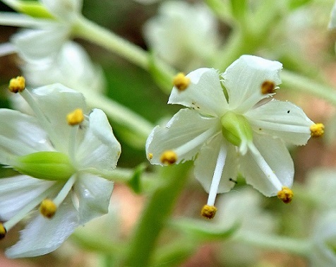 １－４．ミカワバイケイソウの花両性花１９０５０３自然遺産の森 (6)