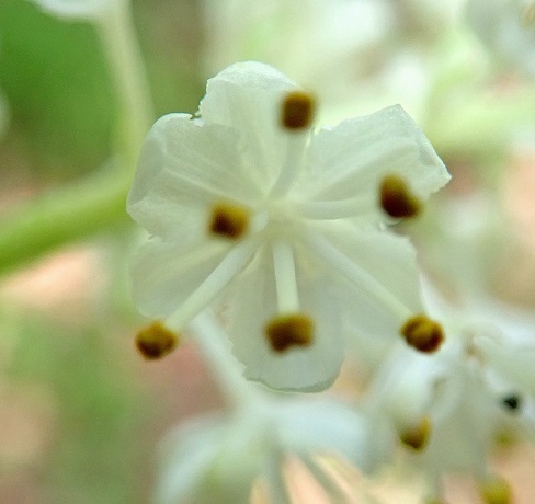 １－５．ミカワバイケイソウの花雄花１９０５０３自然遺産の森 (4)