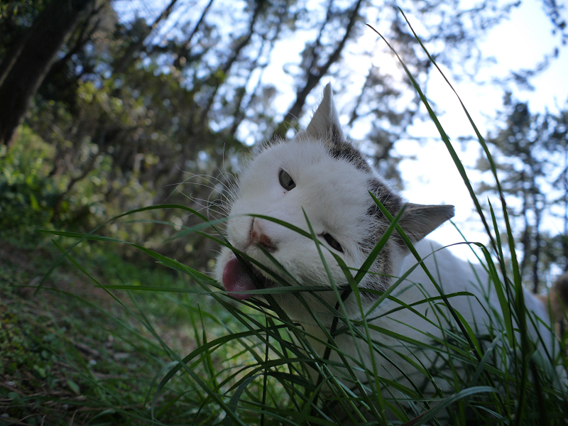 細い草を食べてる白キジ猫1