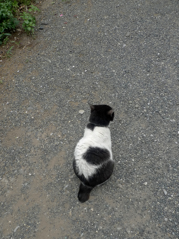 玉砂利境内の白黒猫1