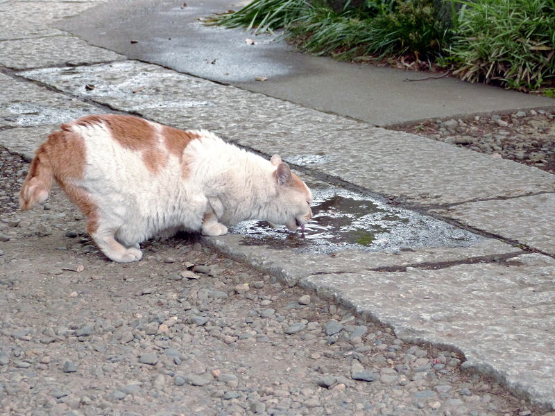 参道の溜まり水を飲む白茶猫1