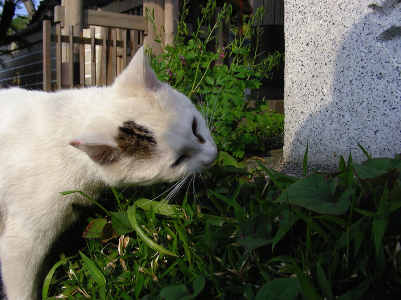 草を喰む白黒猫1