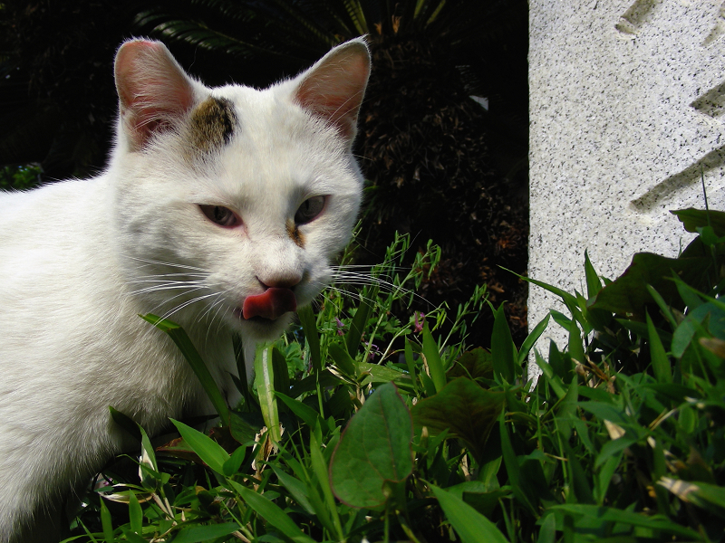 草を喰む白黒猫2
