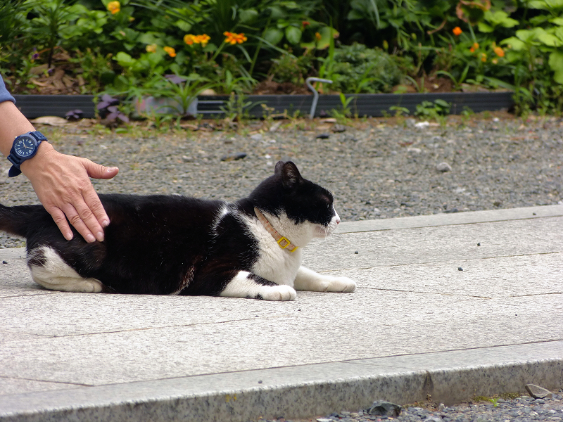 参道で腰をトントンされる黒白猫1